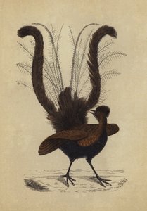 Lyre Bird (färglitografi) av English School