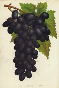 Madresfield Court Grape av English School