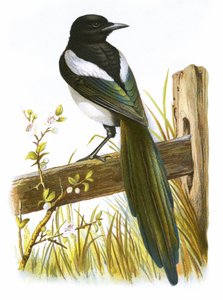 Skata