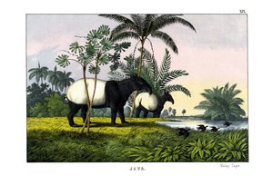 Malajisk tapir av English School