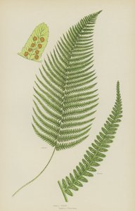 Hanormbunke (färg litho) av English School