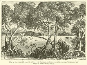 Mangrove (Rhizophora), som visar adventitious rötterna som stöder trädet efter att den ursprungliga roten har dött bort av English School
