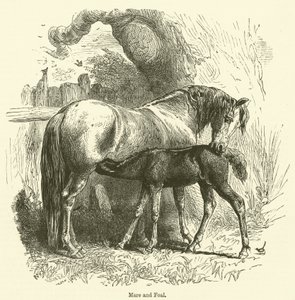 Stoet och fölet (gravyr) av English School