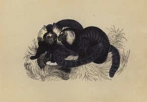 Marmozet (färg litho) av English School