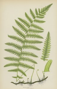Marsh Fern (färg litho) av English School