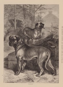 Mastiff (gravyr) av English School