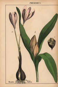 Ängssaffran med lila blomma  , från "The Instructive Picturebook, or Lessons from the Vegetable World," [Charlotte Mary Yonge], Edinburgh av English School