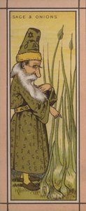 Menyillustration: Salvia och lök (färg litho) av English School