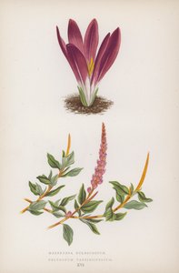 Merendera Bulbocodium; Polygonum Vaccinifolium (färglitografi) av English School