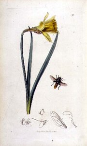 Merodon clavipes (svävfluga) och påsklilja, pub. av John Curtis i 