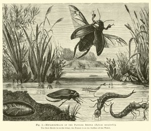 Metamorfoser av kolvbaggen, Dyticus marginalis av English School