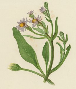 Michaelmas Daisy, Aster Tripolium (färg litho) av English School