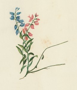 Mjölkört, Polygala Vulgaris (färglitografi) av English School