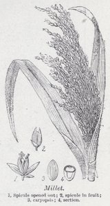 Hirs (litho) av English School