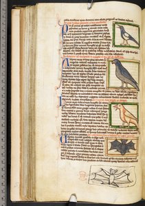 Miniatyrer av fåglar, och marginalteckning av en fladdermus, från teologiskt diverse, inklusive Summa de vitiis, Harley 3244, f.55v, c.1236-50 (vellum) av English School