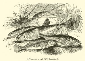 Minnow och Stickleback av English School