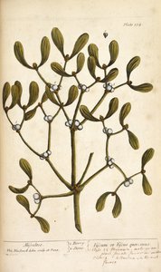Mistel, från "A Curious Herbal..." av Elizabeth Blackwell av English School