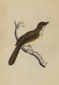 Mocking Bird (färg litho) av English School