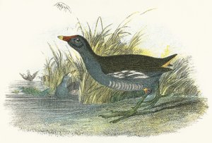 Moor Hen av English School