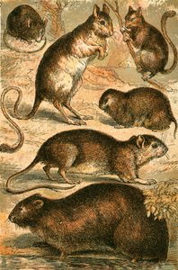 Mus, Jerboa, Råtta, Myskråtta, Dormus och Fältmus av English School