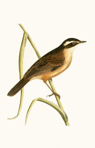 Moustached Warbler, illustration från "A History of the Birds of Europe Not Observed in the British Isles" av Charles Robert Bree (1811-86), publicerad 1867 av English School
