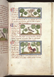 Ms 379, f.25r: Tre fåglar på marken, från ett Bestiary, tidigt 1300-tal (pergament) av English School