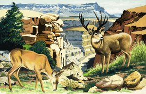 Kulungu wa nyumbu kwenye Mbuga ya Kitaifa ya Grand Canyon av English School