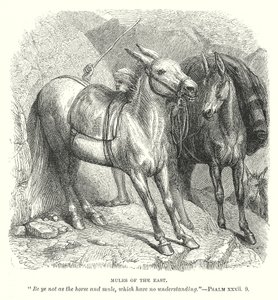 Mules of the East (gravyr) av English School