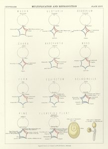 Multiplikation und Reproduktion von English School