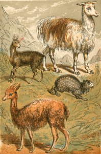 Myskhjort, lama, Vicuna och Sooty Paca av English School