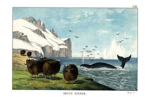 Myskoxe av English School
