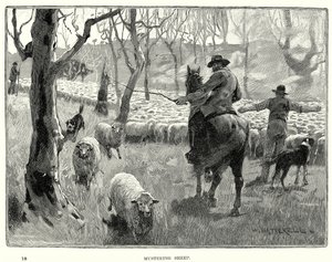 Mustering av får (gravyr) av English School