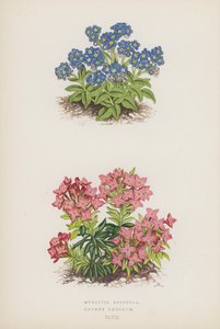 Myosotis Rupicola; Daphne Cneorum (färglitografi) av English School