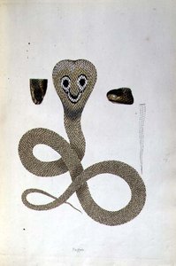 Nagoo Snake från "An Account of Indian Serpents collected from the Coast of Coromandel" av Patrick Russell, London av English School