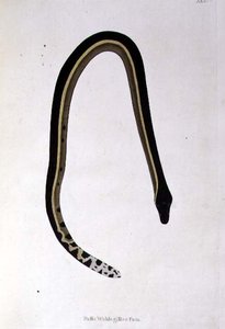 Nalla Wahlagillee Pam Snake från "An Account of Indian Serpents collected from the Coast of Coromandel" av Patrick Russell, London av English School