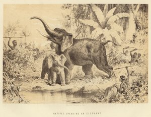 Infödda som spjuter en elefant av English School