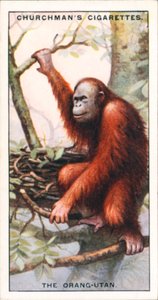 Naturens arkitekter: Orangutangen (färglitografi) av English School