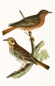 Naumanns trast, illustration från "A History of the Birds of Europe Not Observed in the British Isles" av Charles Robert Bree (1811-86), publicerad 1867