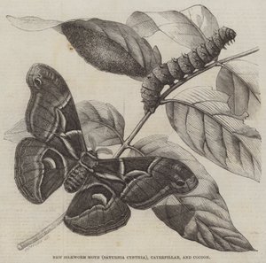 Ny silkesfjäril (Saturnia Cynthia), Caterpillar och Cocoon (gravyr) av English School