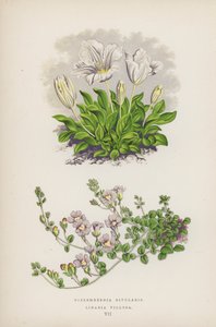 Nierembergia Rivularis; Linaria Villosa (färglitografi) av English School