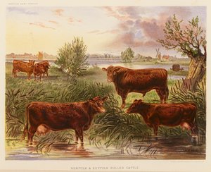 Norfolk och Suffolk Polled Cattle (färglitografi) av English School