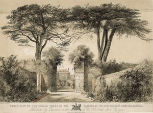 Nordlig vy av cederträden i Gardens of the Apothecary