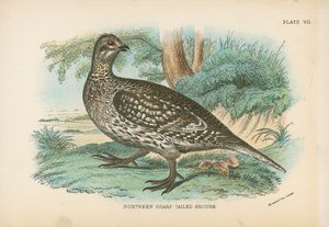 Northern Sharp-tailed grouse av English School
