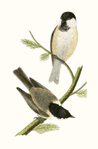 Northern Tit, illustration från "A History of the Birds of Europe Not Observed in the British Isles" av Charles Robert Bree (1811-86), publicerad 1867 av English School