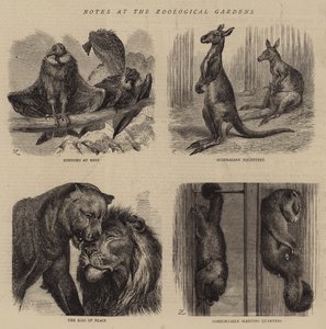 Anteckningar vid Zoological Gardens (gravyr) av English School