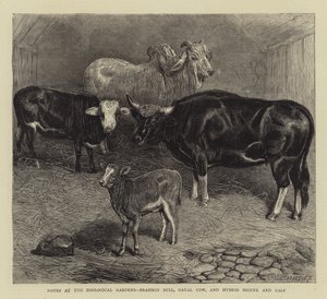 Anteckningar vid Zoological Gardens, Brahmin Bull, Gayal Cow och Hybrid kviga och kalv (gravyr) av English School