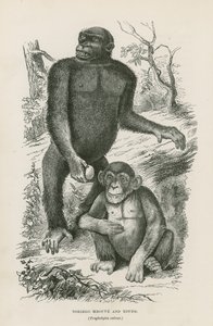 Nshiego Mbouve och Young, Troglodytes Calvu av English School