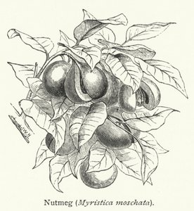 Muskotnöt (Myristica moschata) (gravyr) av English School