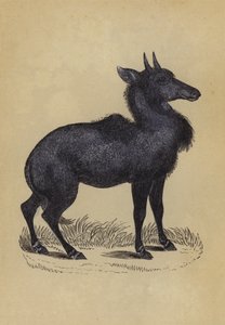 Nylghau (färg litho) av English School