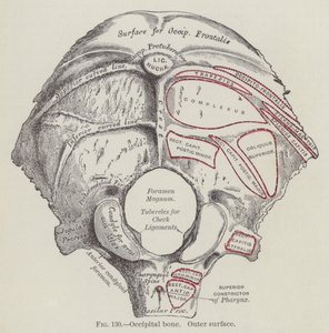 Occipital ben, yttre yta (gravyr) av English School